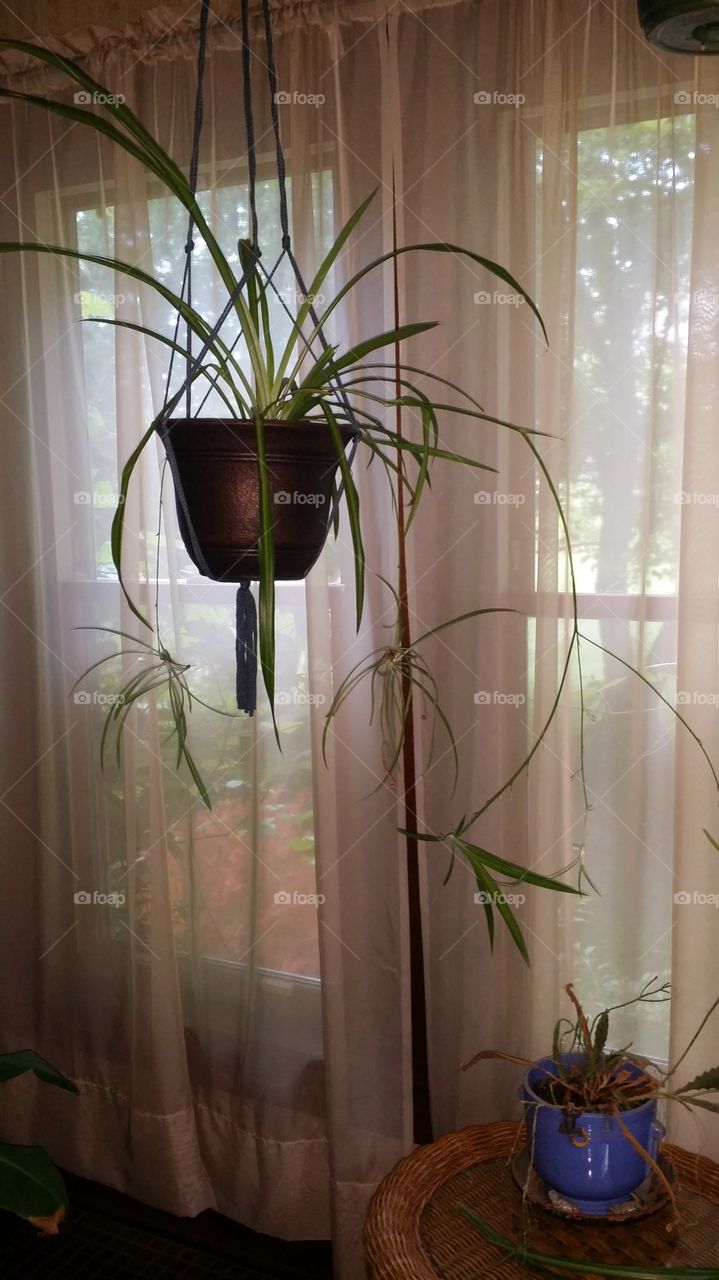 Spider plant