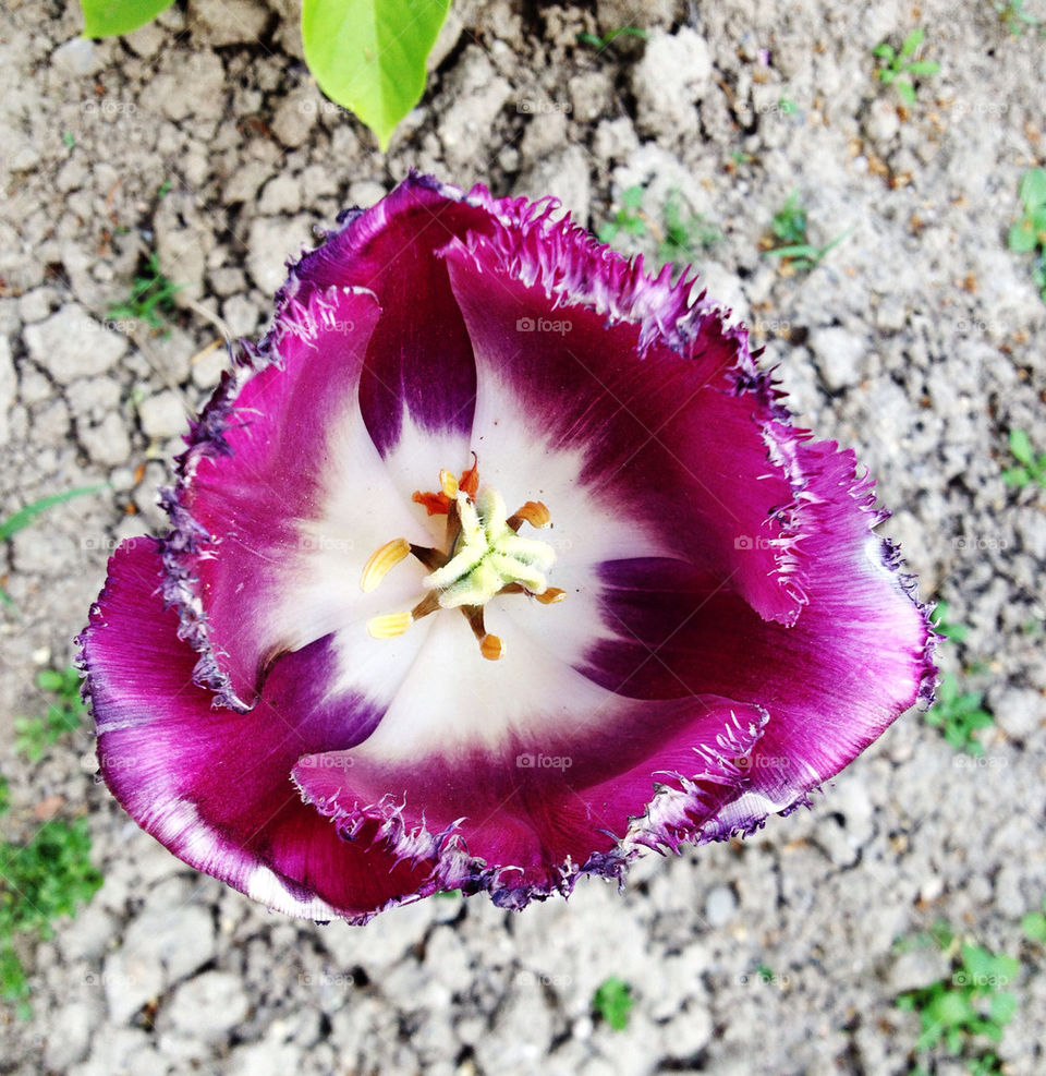 Tulip