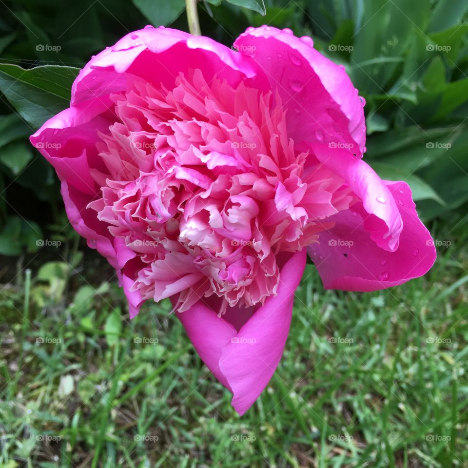 Pink peony