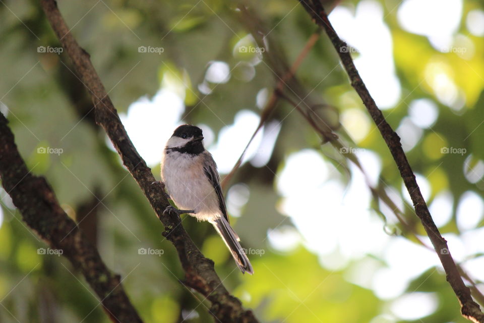 sweet little chickadee watching us watching him on a late summer day