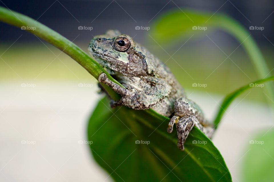 Frog on Pepper Plant