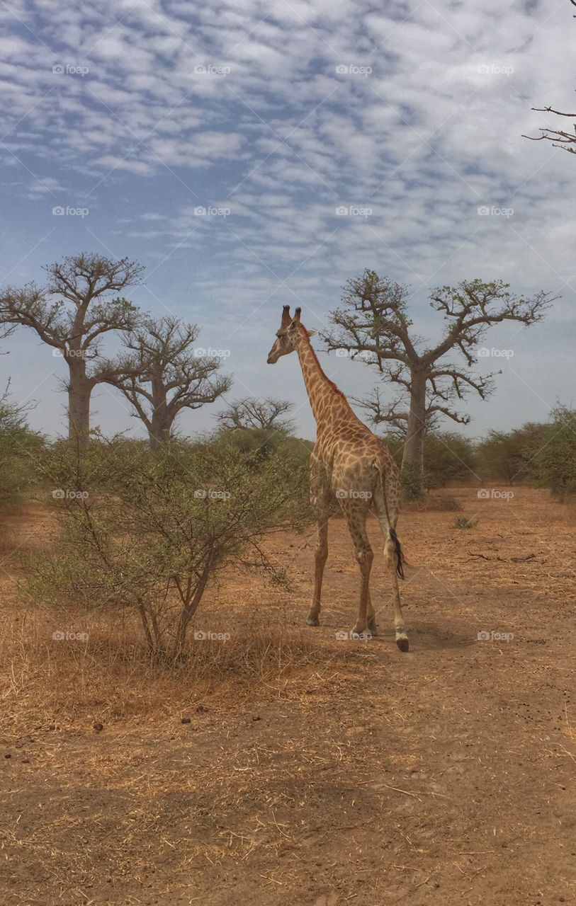 Giraffe and baobab trees