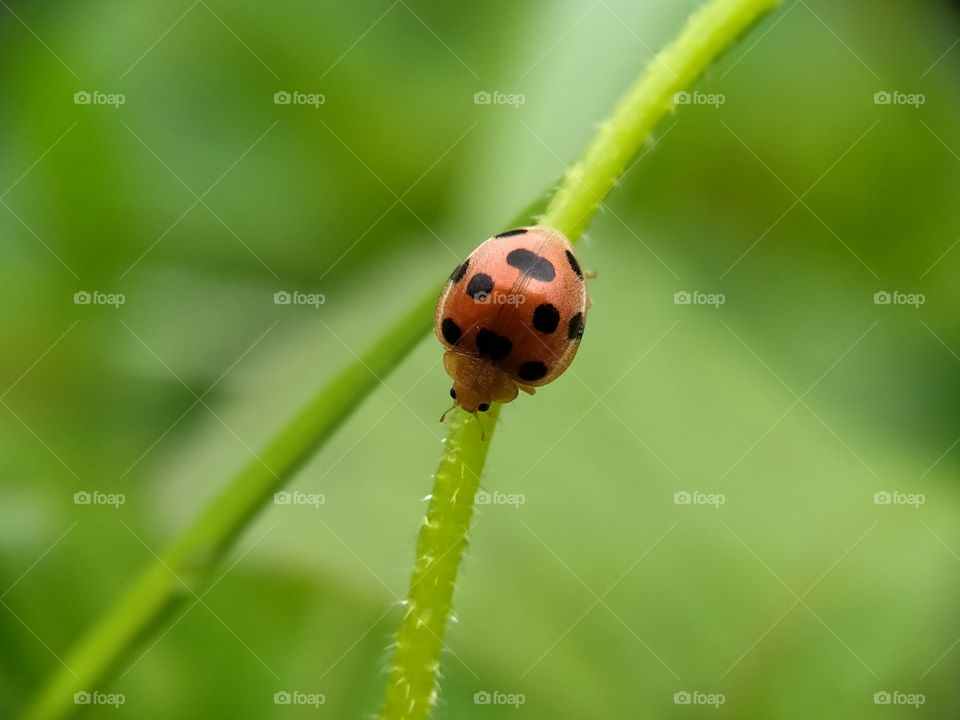 A ladybug is foaging on a bush stem. Look at its  dots!