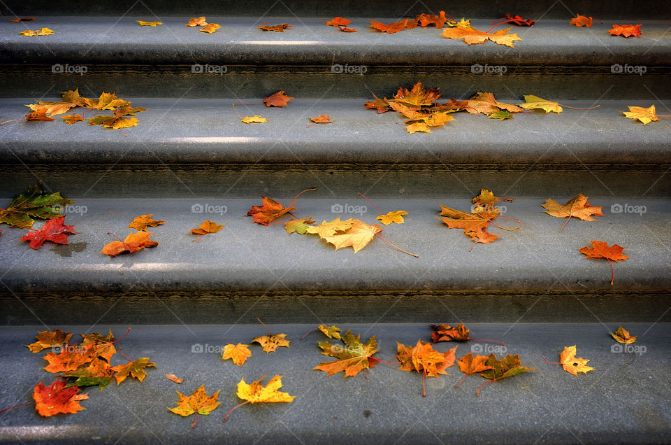 on the steps of the fallen colored maple leaves