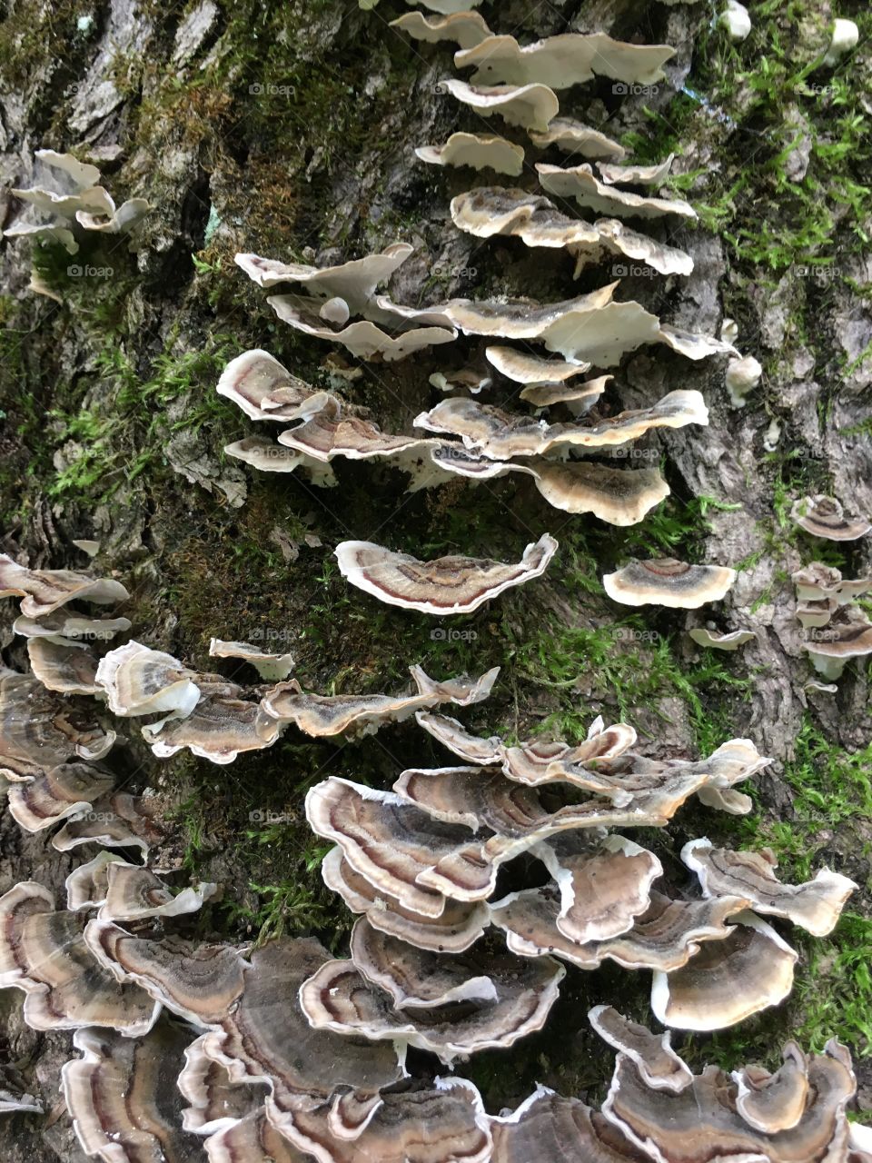 Mushrooms on a Tree Trunk