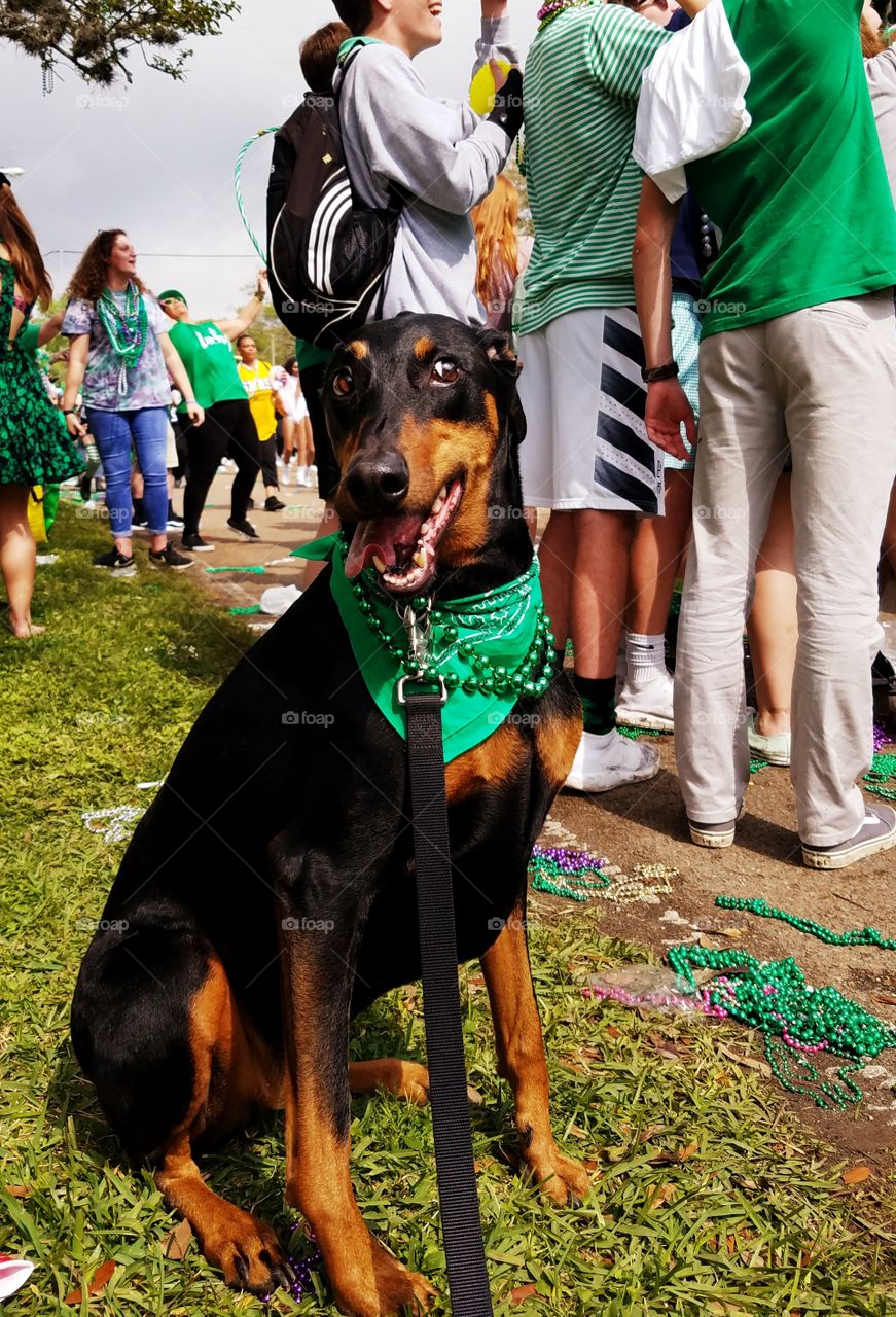 Nothing kicks off Spring like Patty's day and pups!