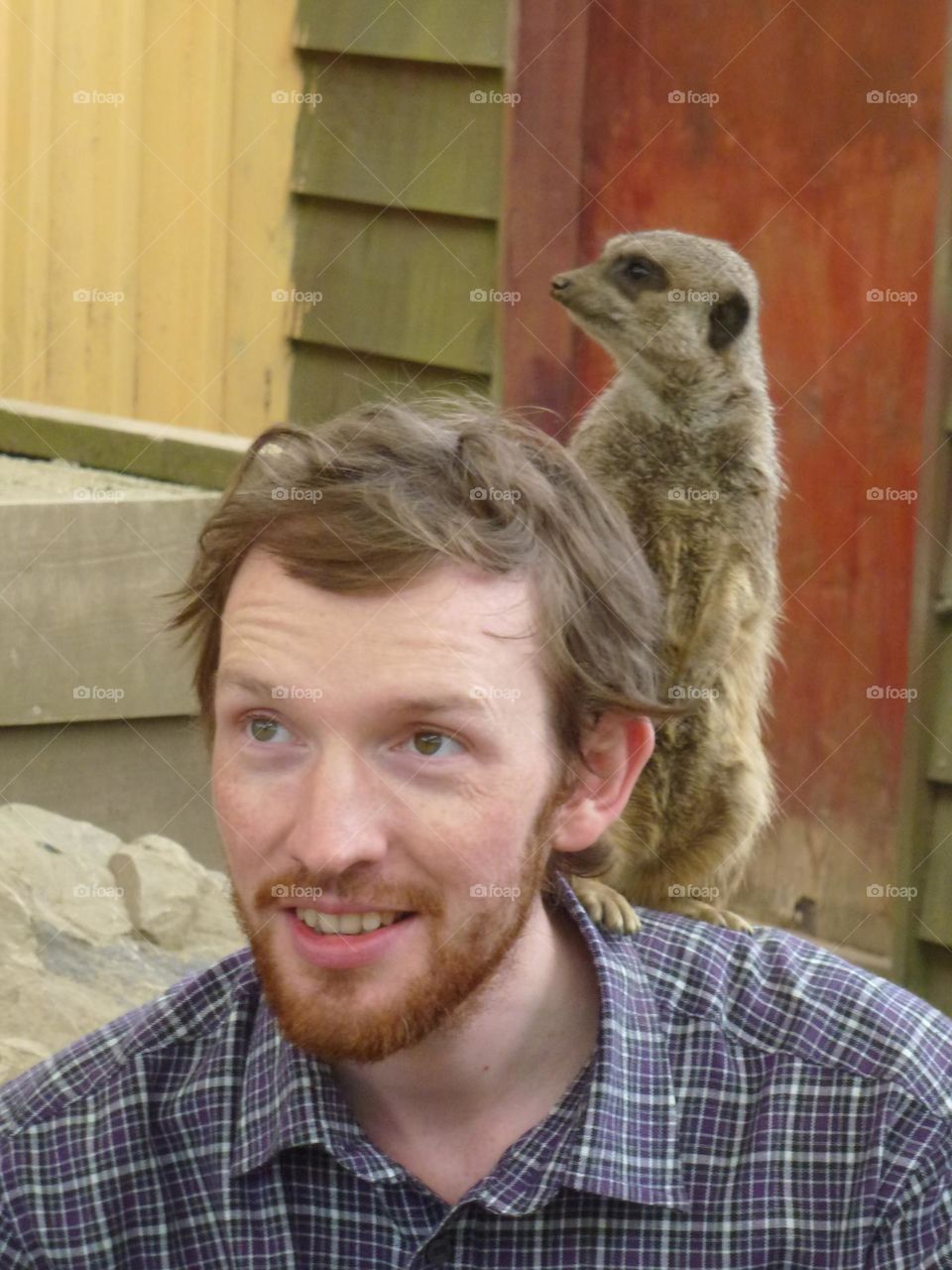 Man with meerkat on shoulder