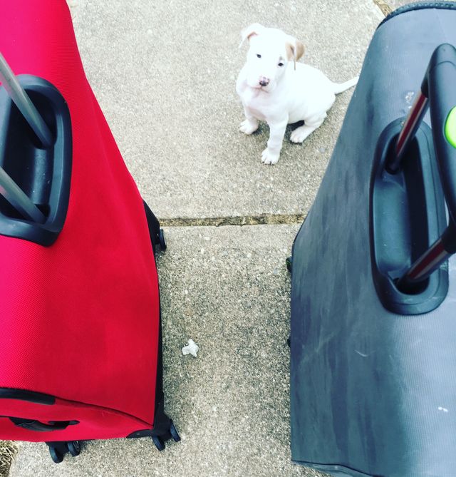 Nice dog