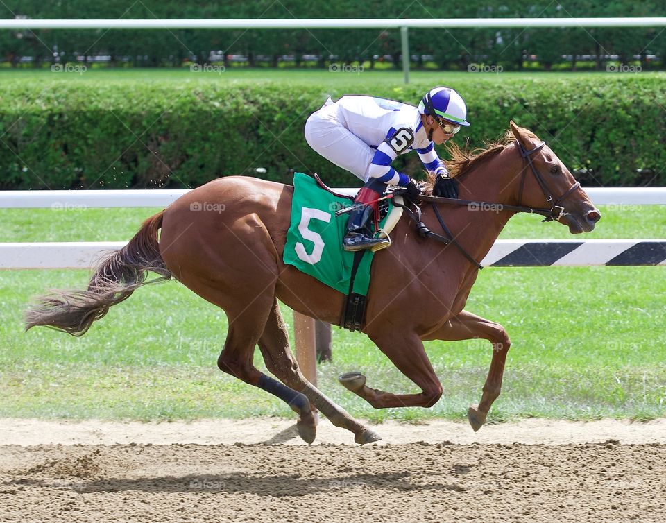 Irish Danzing stuns the crowd by winning by open lengths at Saratoga. Photo taken by Fleetphoto