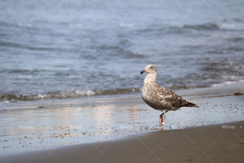 Beach Seagull