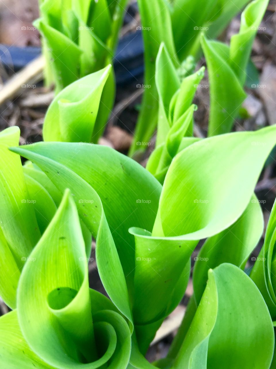 Lily of the Valley Shoots
