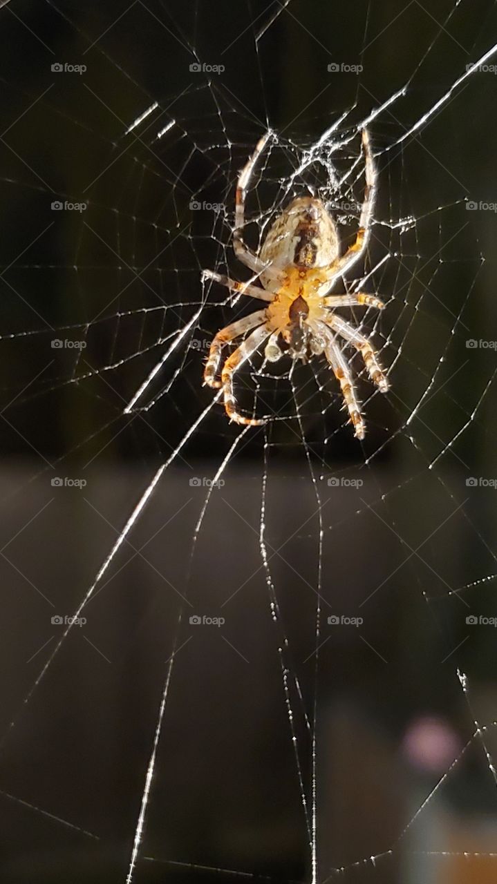 spider web insect