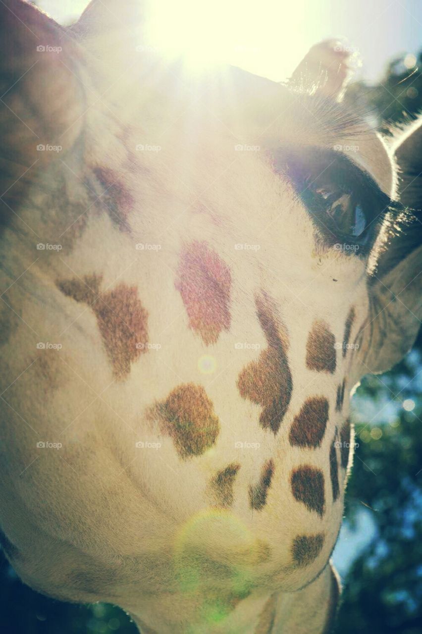 Giraffe closeup with natural sun flare