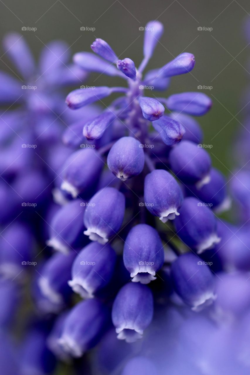 Macro Grape Hyacinth 1