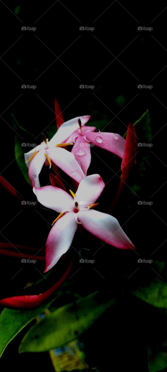 naturelove, beautiful flowers, pink, white, drak background