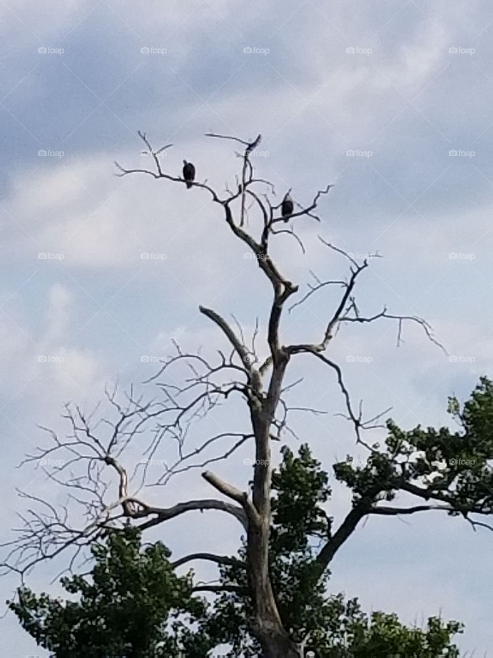 Bald eagles hanging out.