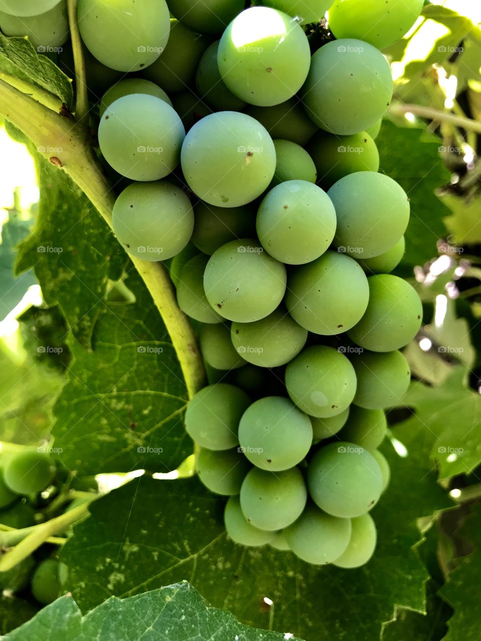Evergreen grapes close up 