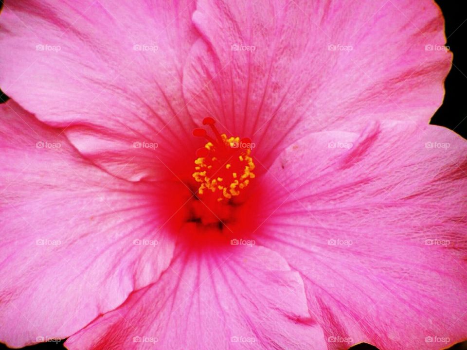 Pink Flower