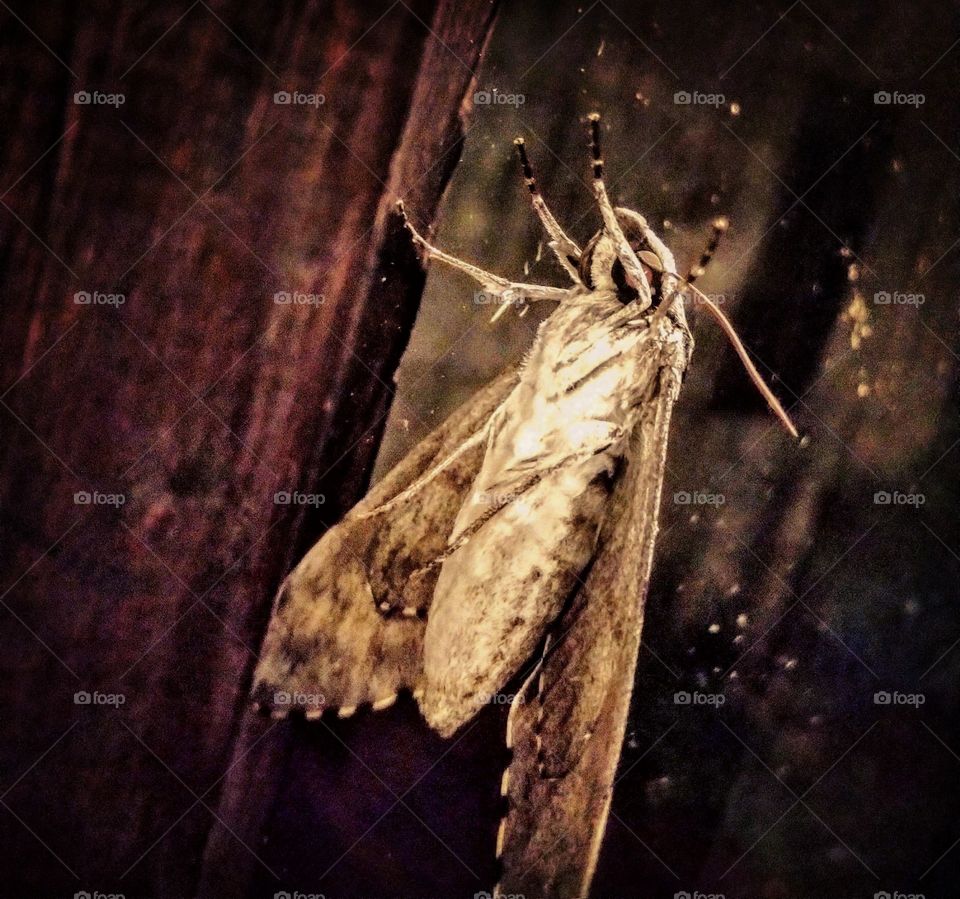 thai moth