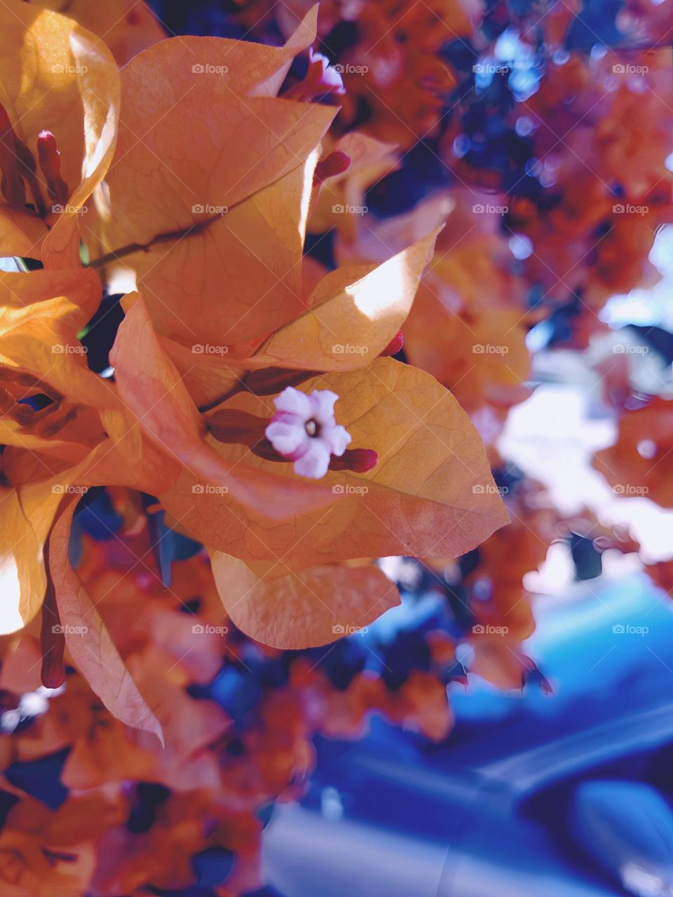 Spring mood feeling flowers with an orange vibrance giving a really bright colorful feel