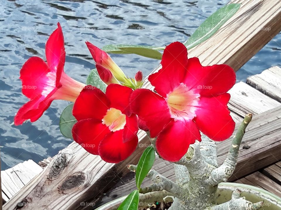 desert rose in bloom. desert rose in bloom