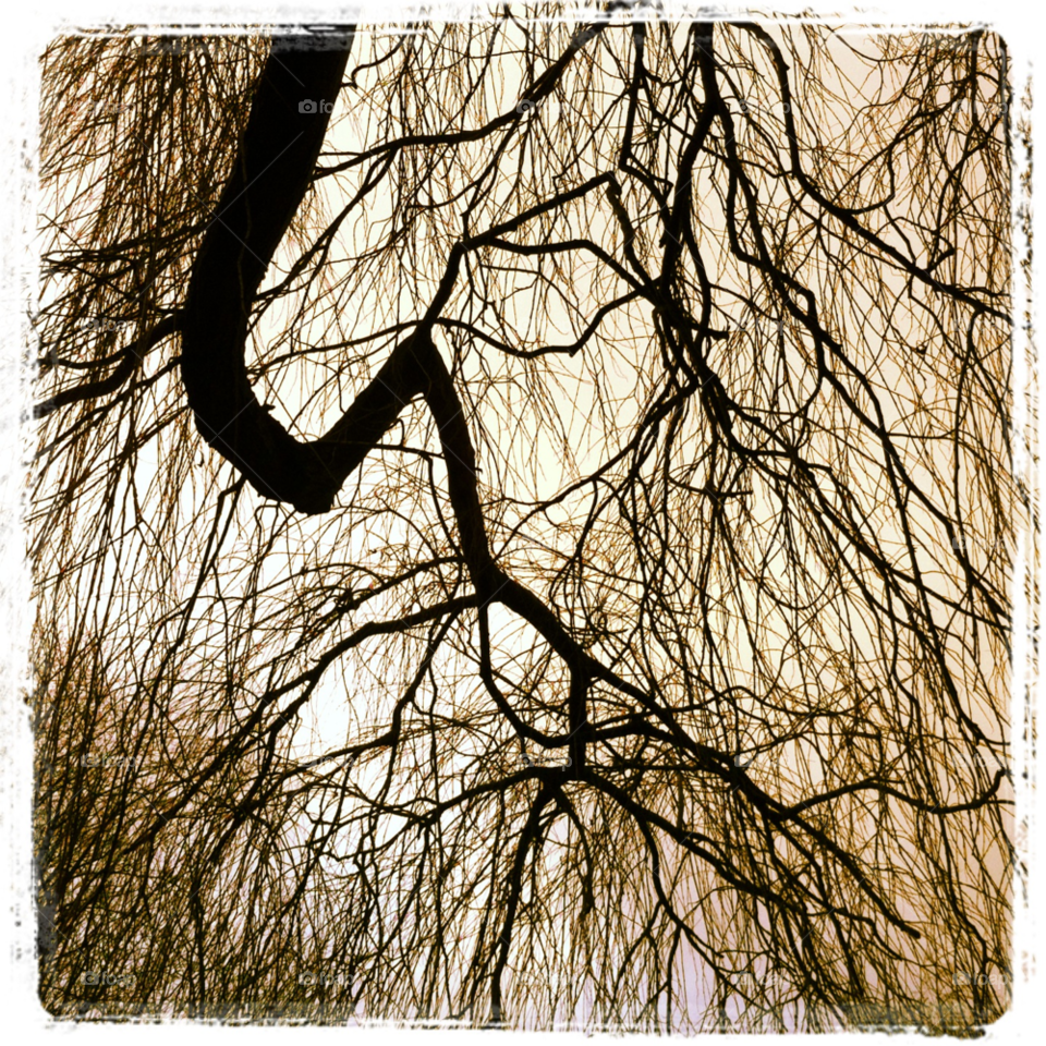 tree contrast branch by kayeg82