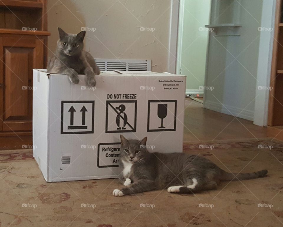 moving day with cats