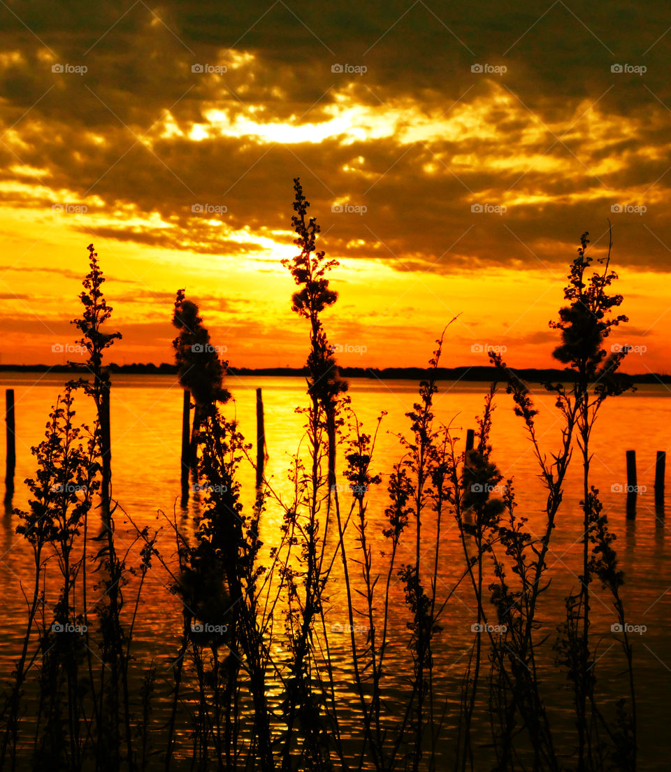 Reed plants at shore of a lake during sunset