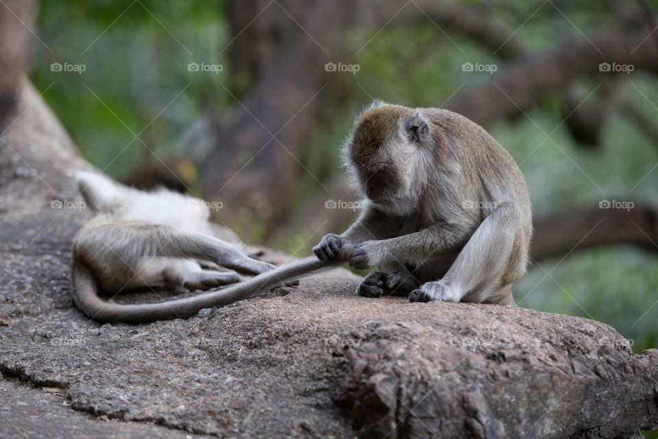 Monkey playing with each other