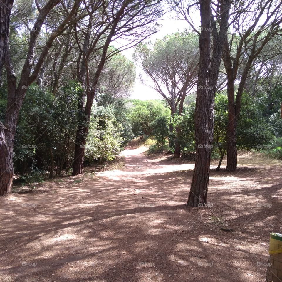 A day walking in the park