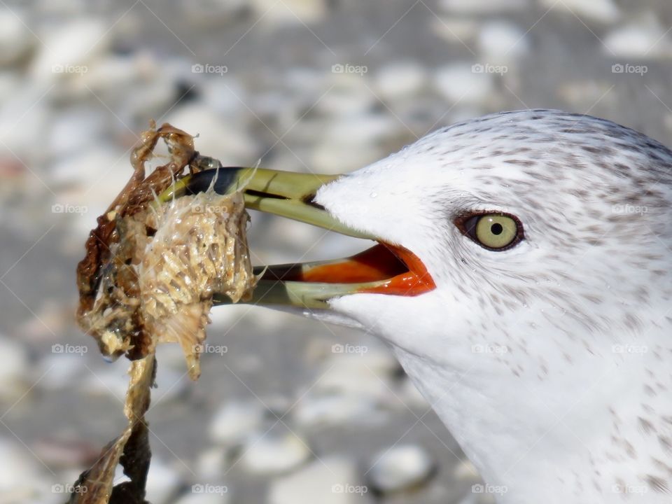 Breakfast with the Birds