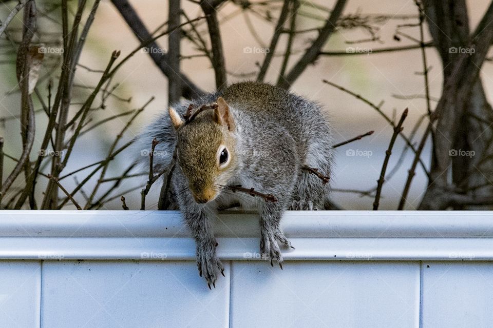 “Hey neighbor” squirrel coming over the fence. 