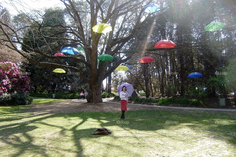 Umbrellas in Spring at Floriade Canberra Australia 