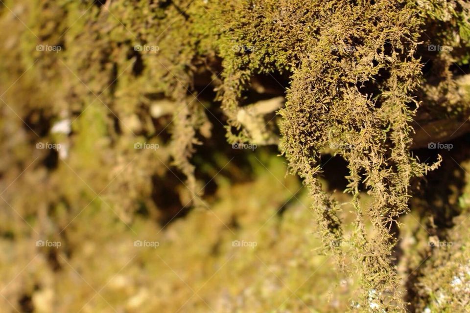 Moss in Focus