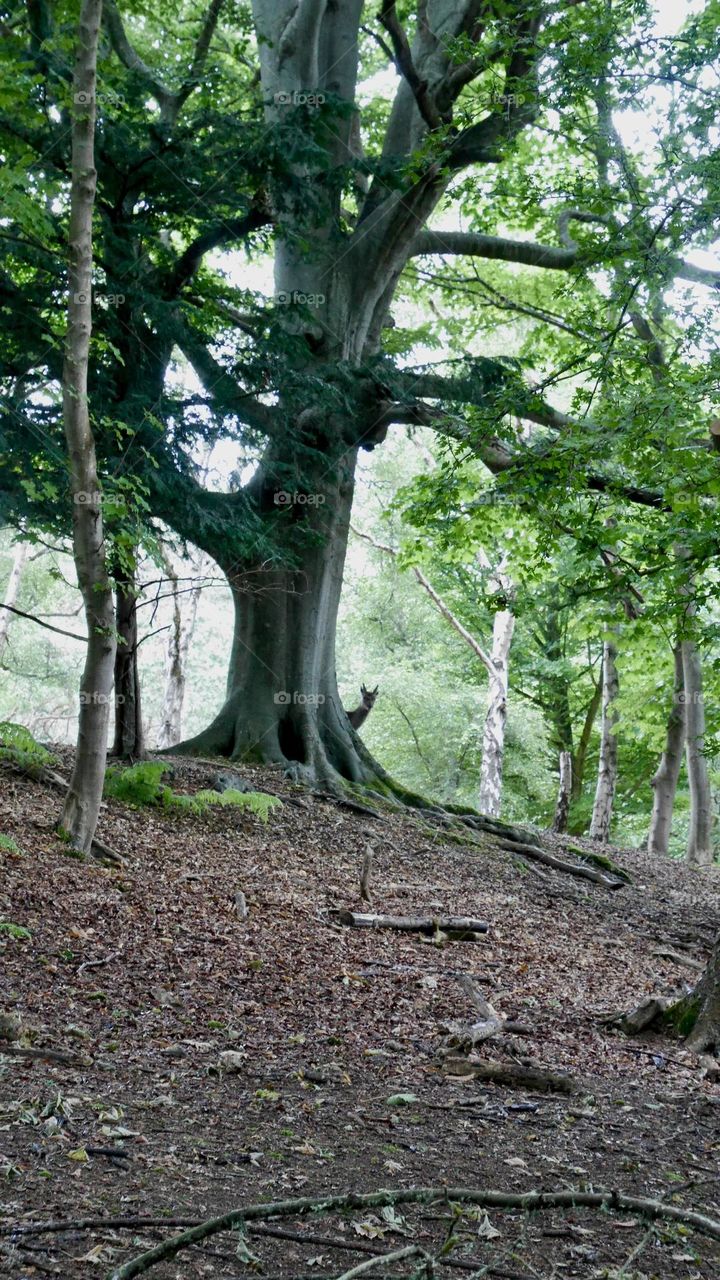 A deer peeking behind old tree in the forest 