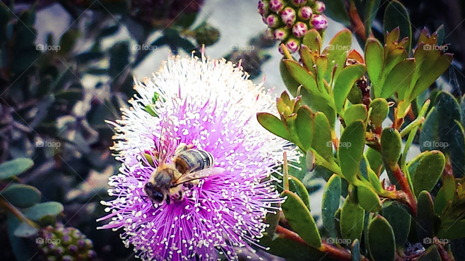 bee on purple puff flower