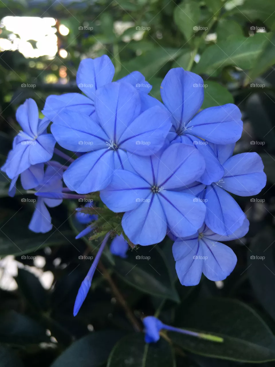 Viola