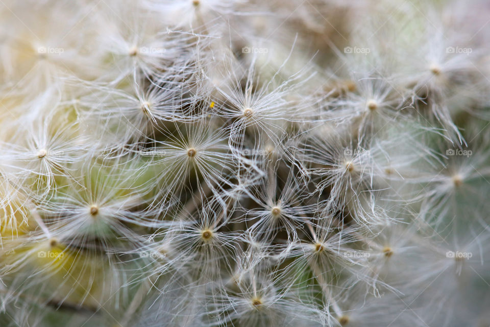 Close up of dandelion