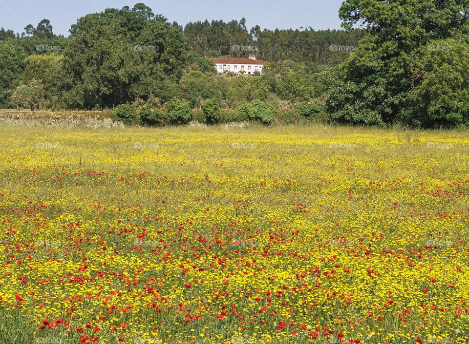 A country cottage surrounded by trees and a sea of wildflowers