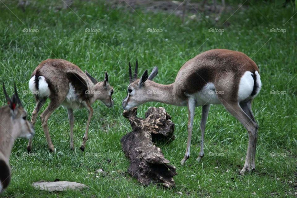 A Sweet Little Family