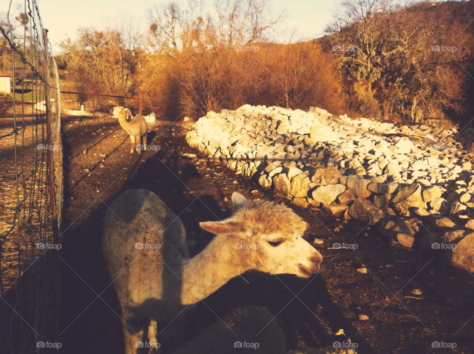 A young llama in a field.