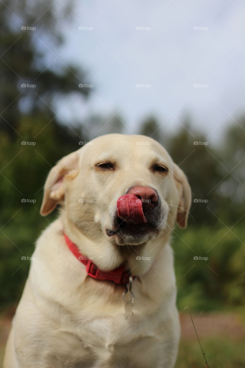 Portrait of dog