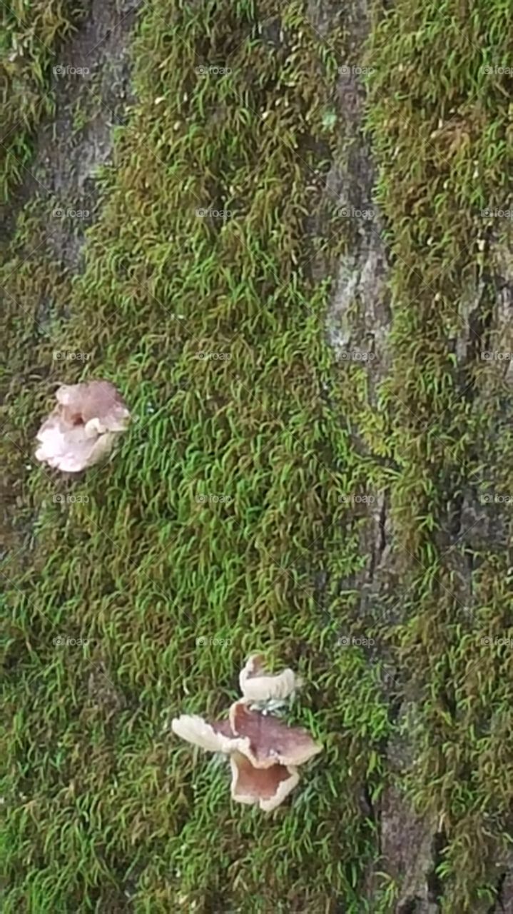 Mushrooms and Moss