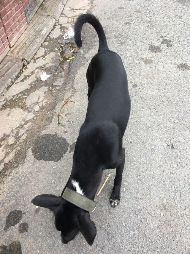Dog