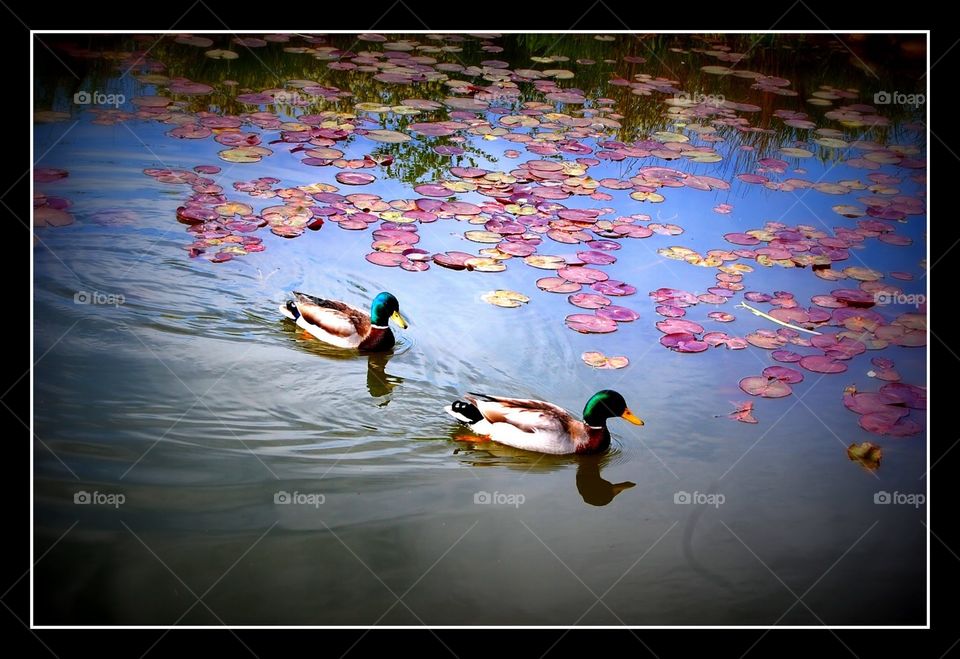 Mallard ducks swimming on a pond with water lillies