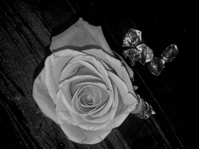 B&W Rose