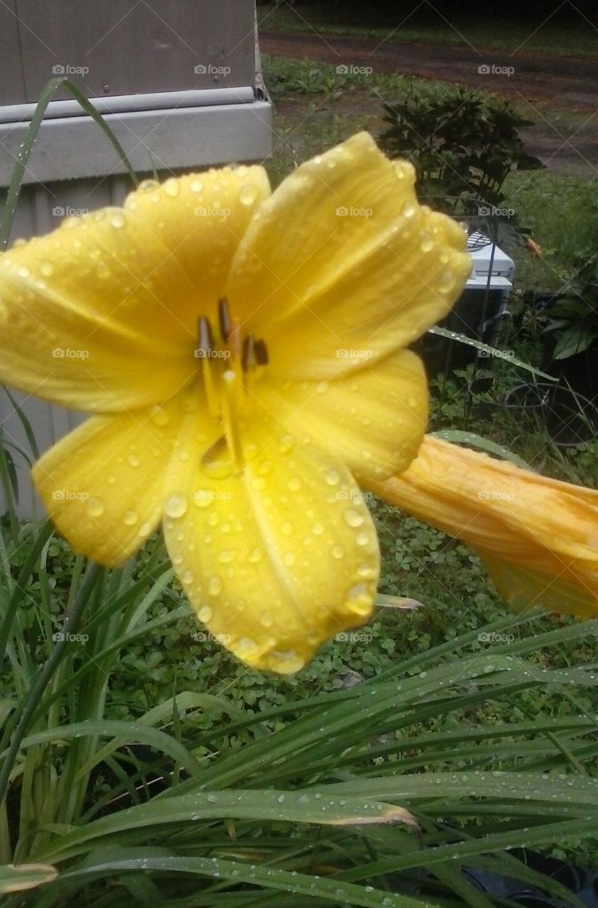 yellow day lily