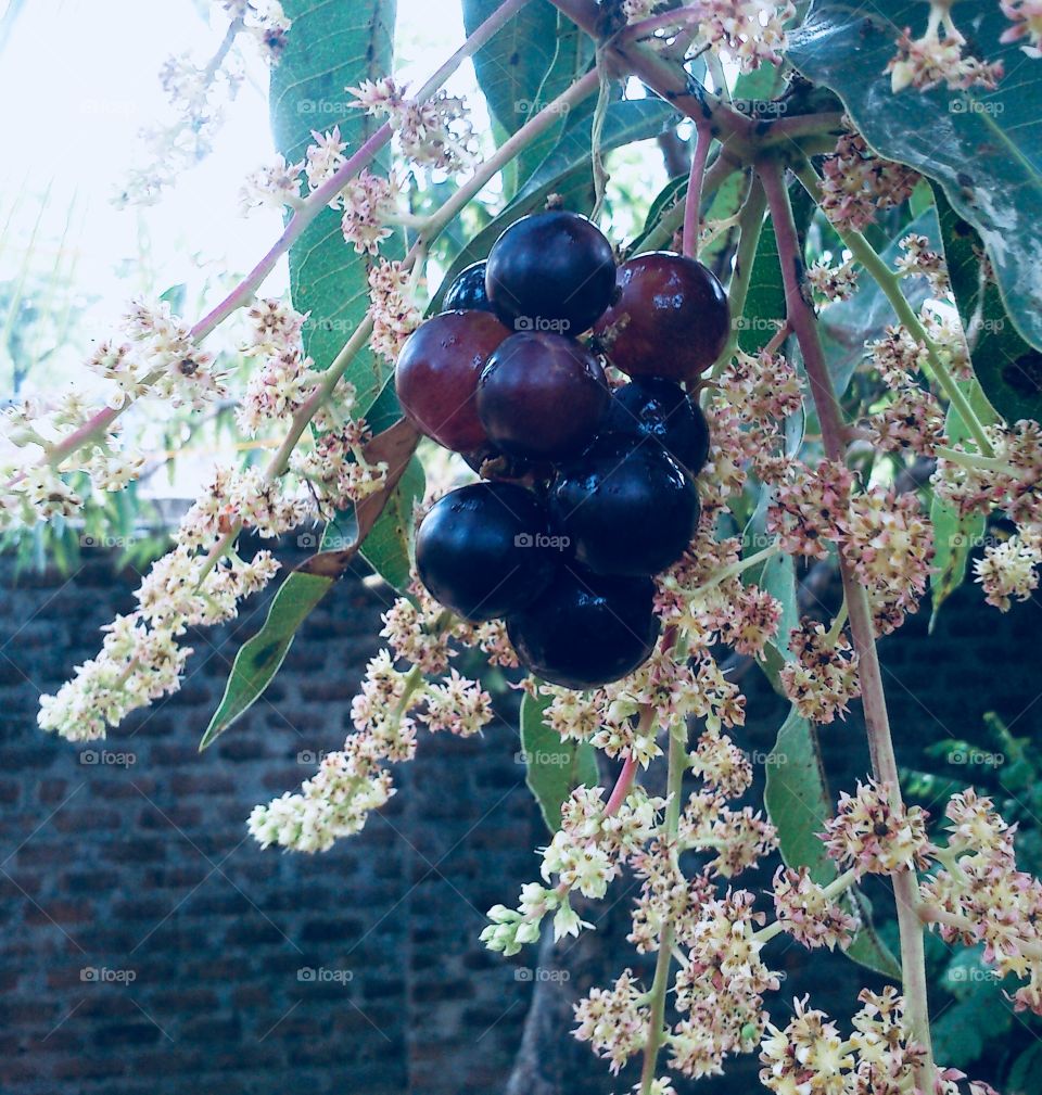 Graphs in mango tree imaginations 