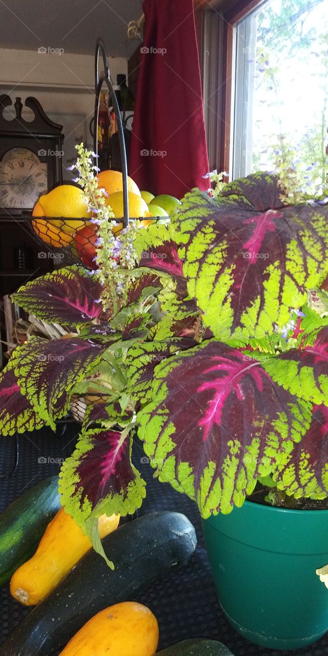 coleus