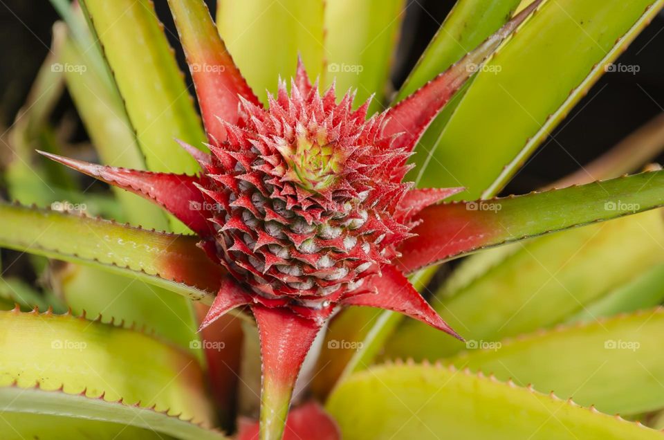 Pineapple Growing